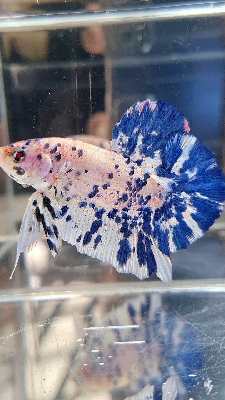 GIANT HMPK BO 5,5CM+ BLUE MARBLE DOTS SUPER TWO TONE BETTA FISH