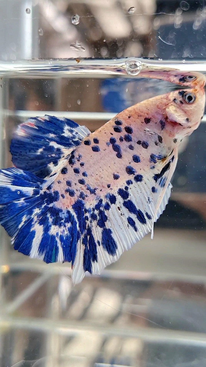 GIANT HMPK BO 5,5CM+ BLUE MARBLE DOTS SUPER TWO TONE BETTA FISH