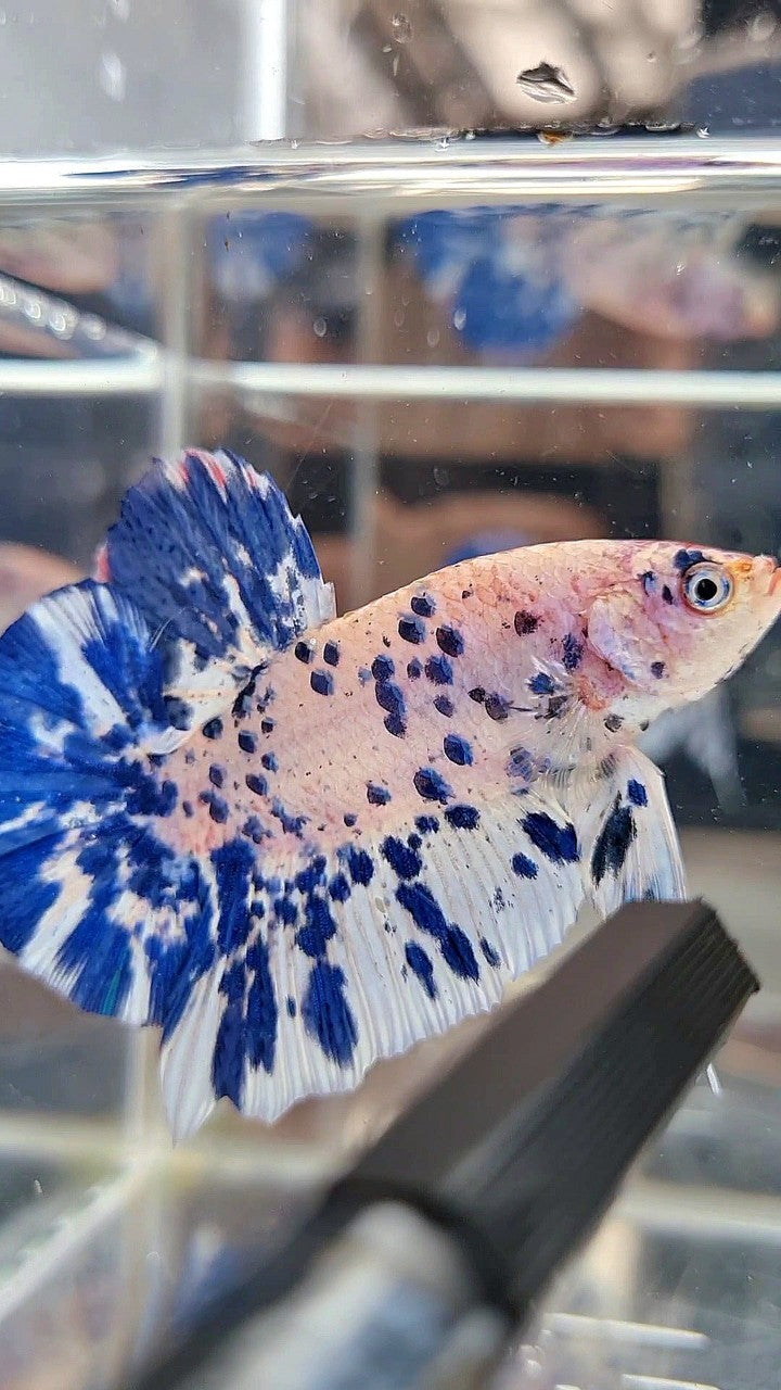 GIANT HMPK BO 5,5CM+ BLUE MARBLE DOTS SUPER TWO TONE BETTA FISH