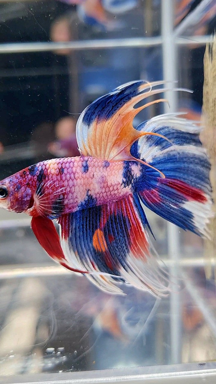 XL VEILTAIL CROWNTAIL SUPER MULTICOLOR CANDY PURPLE BETTA FISH