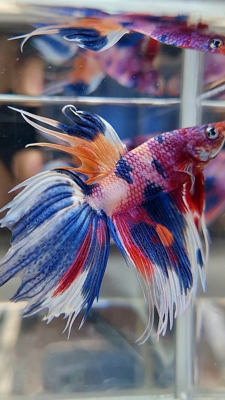 XL VEILTAIL CROWNTAIL SUPER MULTICOLOR CANDY PURPLE BETTA FISH