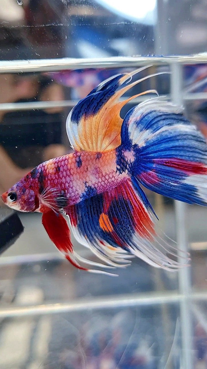 XL VEILTAIL CROWNTAIL SUPER MULTICOLOR CANDY PURPLE BETTA FISH