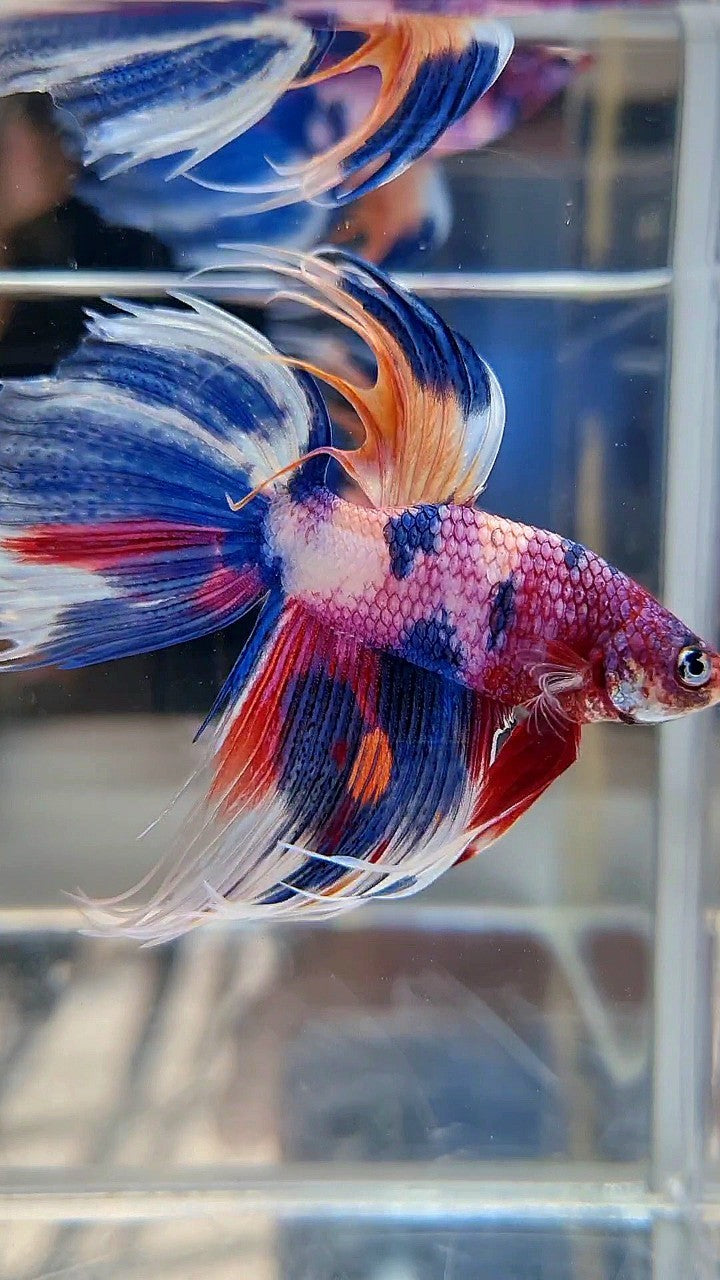 XL VEILTAIL CROWNTAIL SUPER MULTICOLOR CANDY PURPLE BETTA FISH