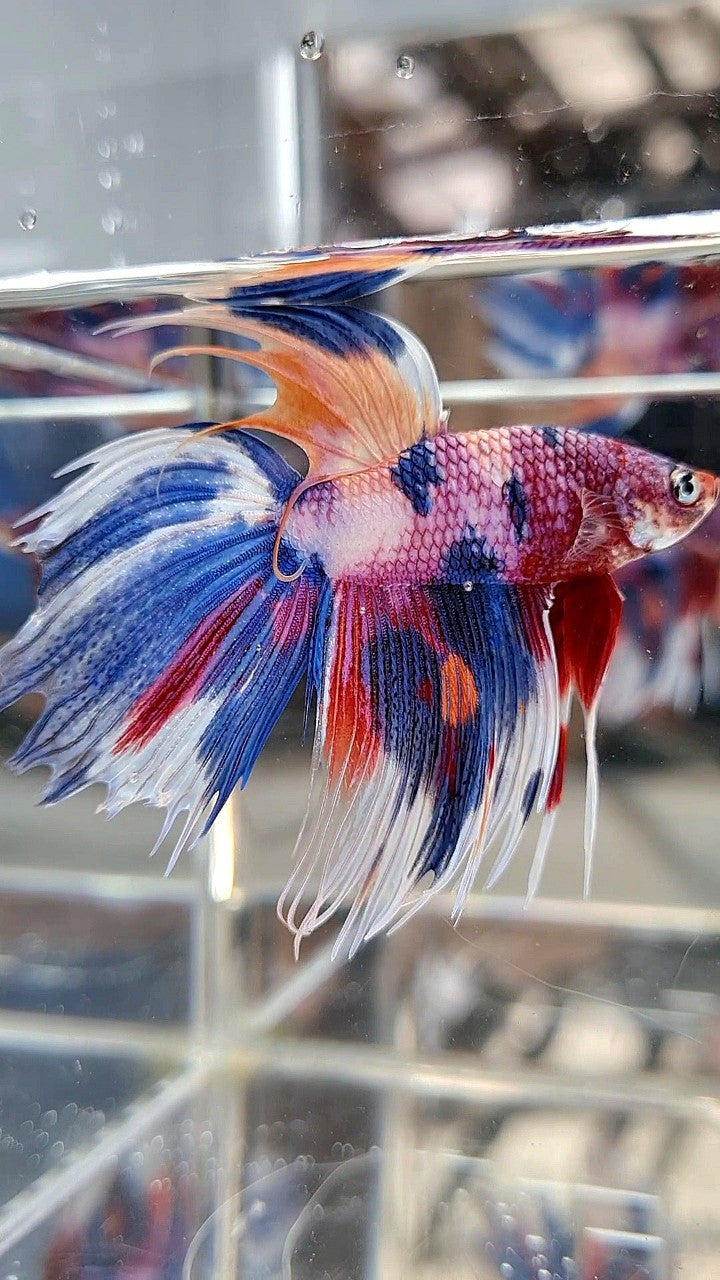 XL VEILTAIL CROWNTAIL SUPER MULTICOLOR CANDY PURPLE BETTA FISH