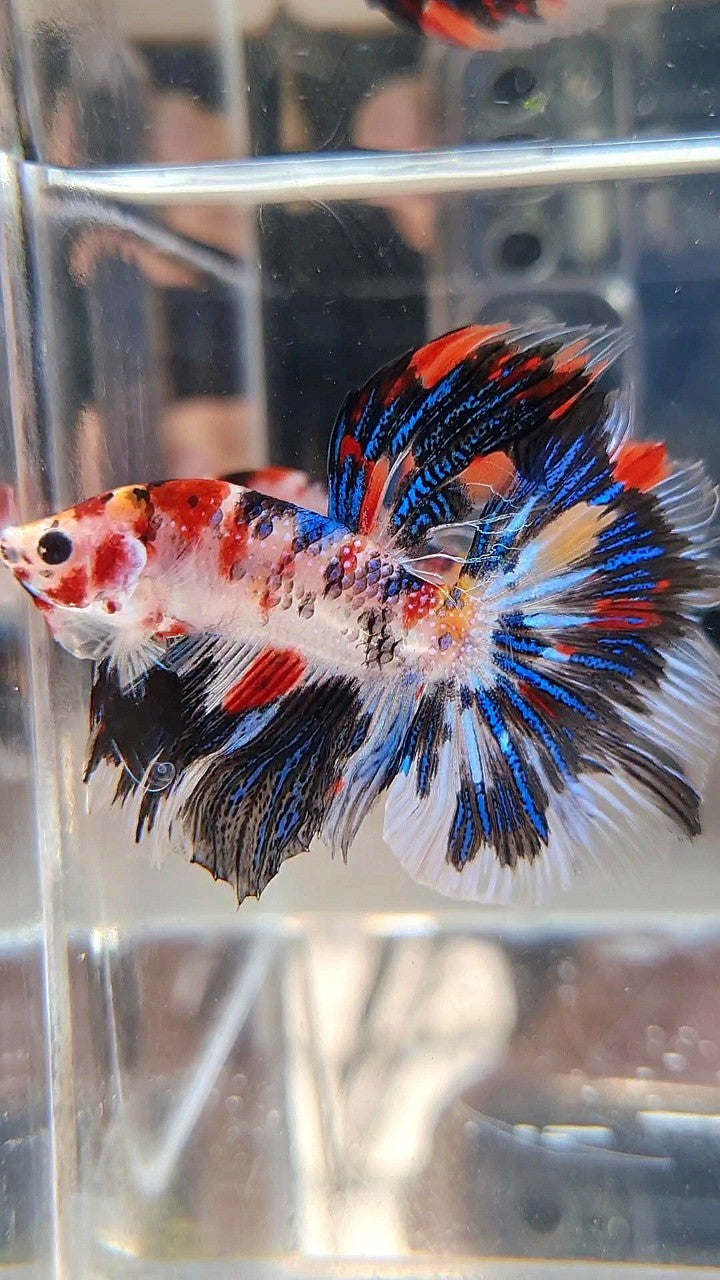 HALFMOON ROSETAIL KOI BLACK METTALIC BETTA FISH