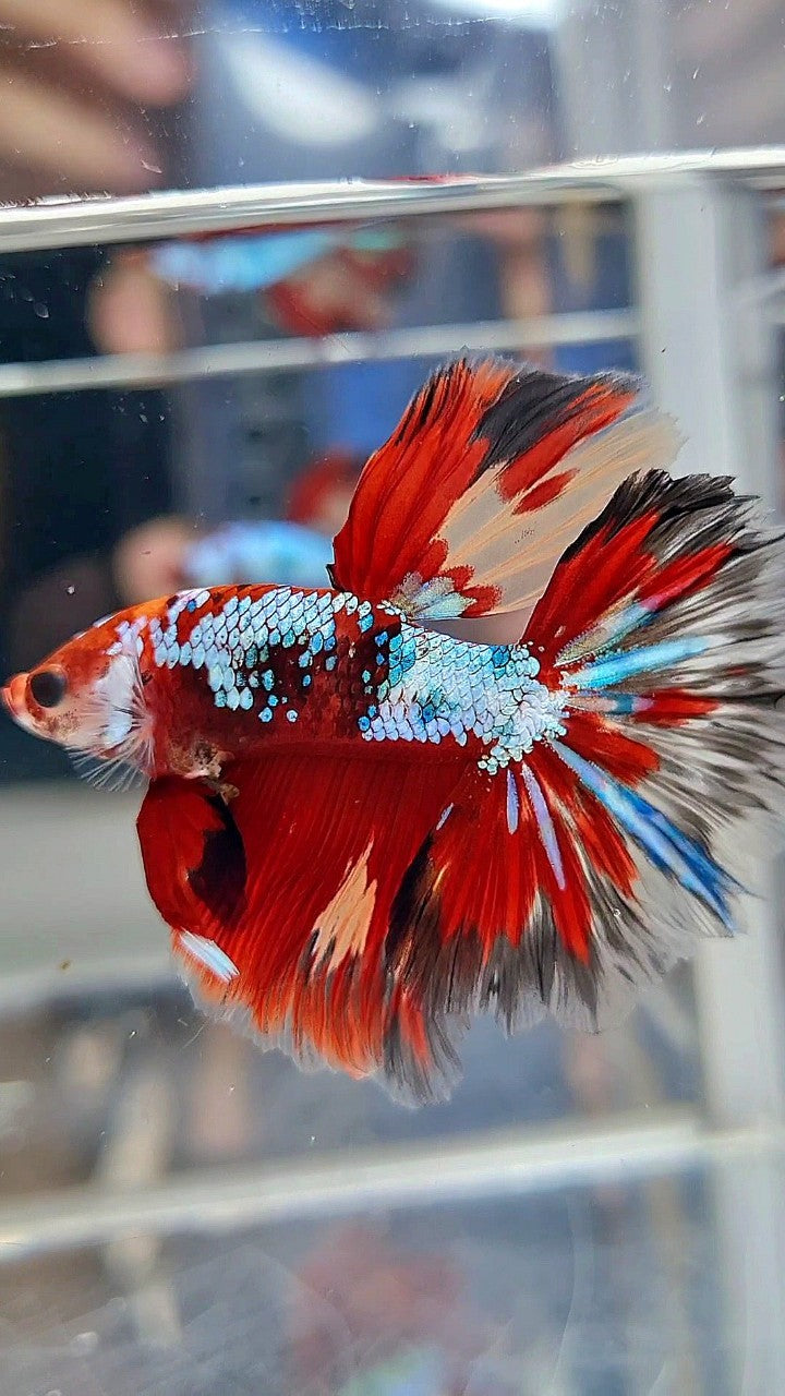HALFMOON ROSETAIL RED FANCY MULTICOLOR FIRE BETTA FISH