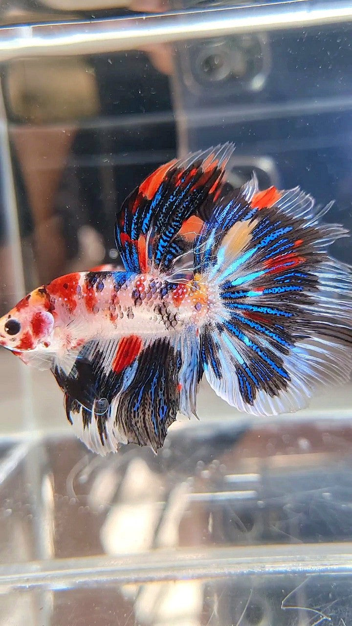 HALFMOON ROSETAIL KOI BLACK METTALIC BETTA FISH