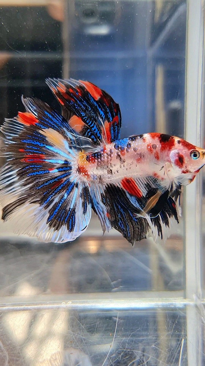 HALFMOON ROSETAIL KOI BLACK METTALIC BETTA FISH