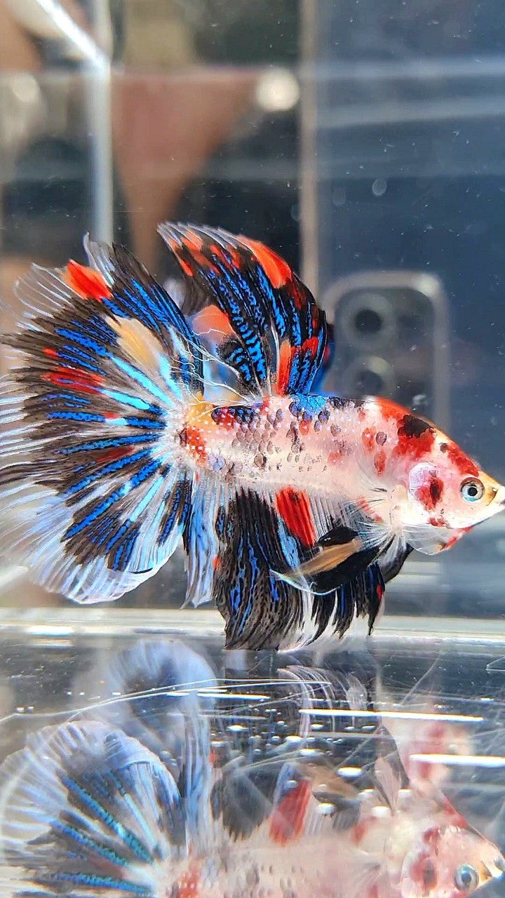 HALFMOON ROSETAIL KOI BLACK METTALIC BETTA FISH