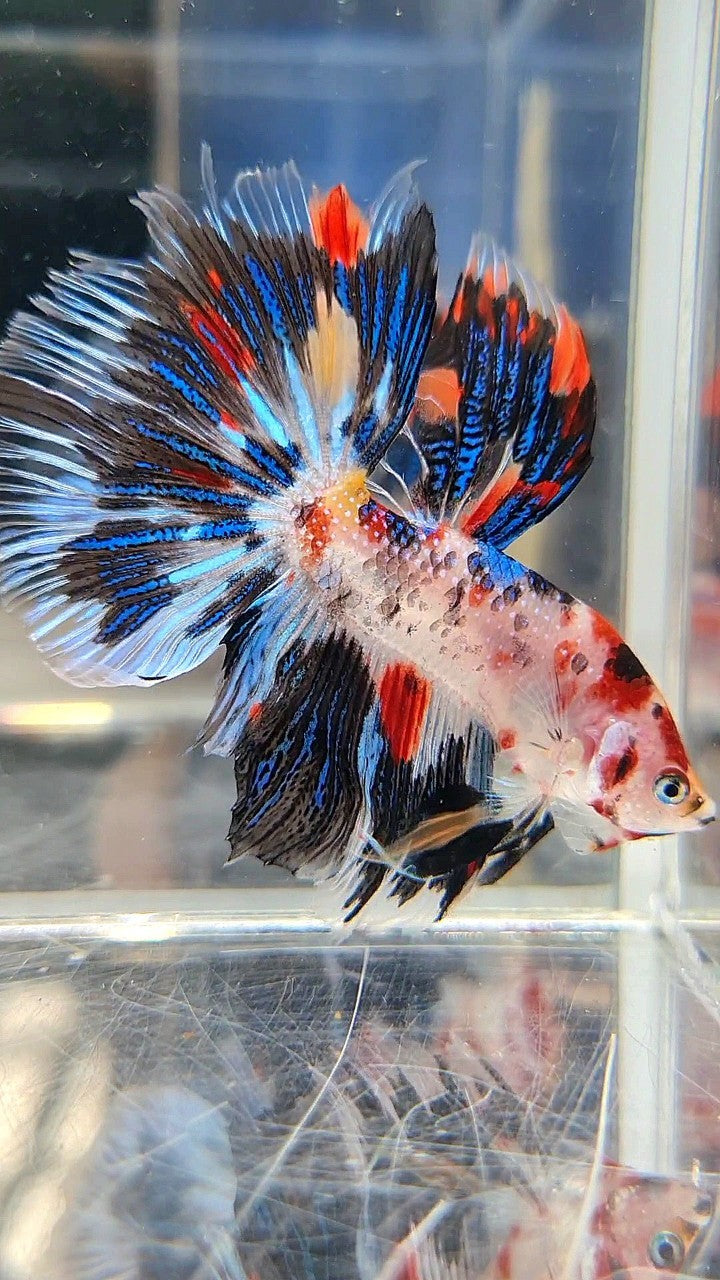 HALFMOON ROSETAIL KOI BLACK METTALIC BETTA FISH
