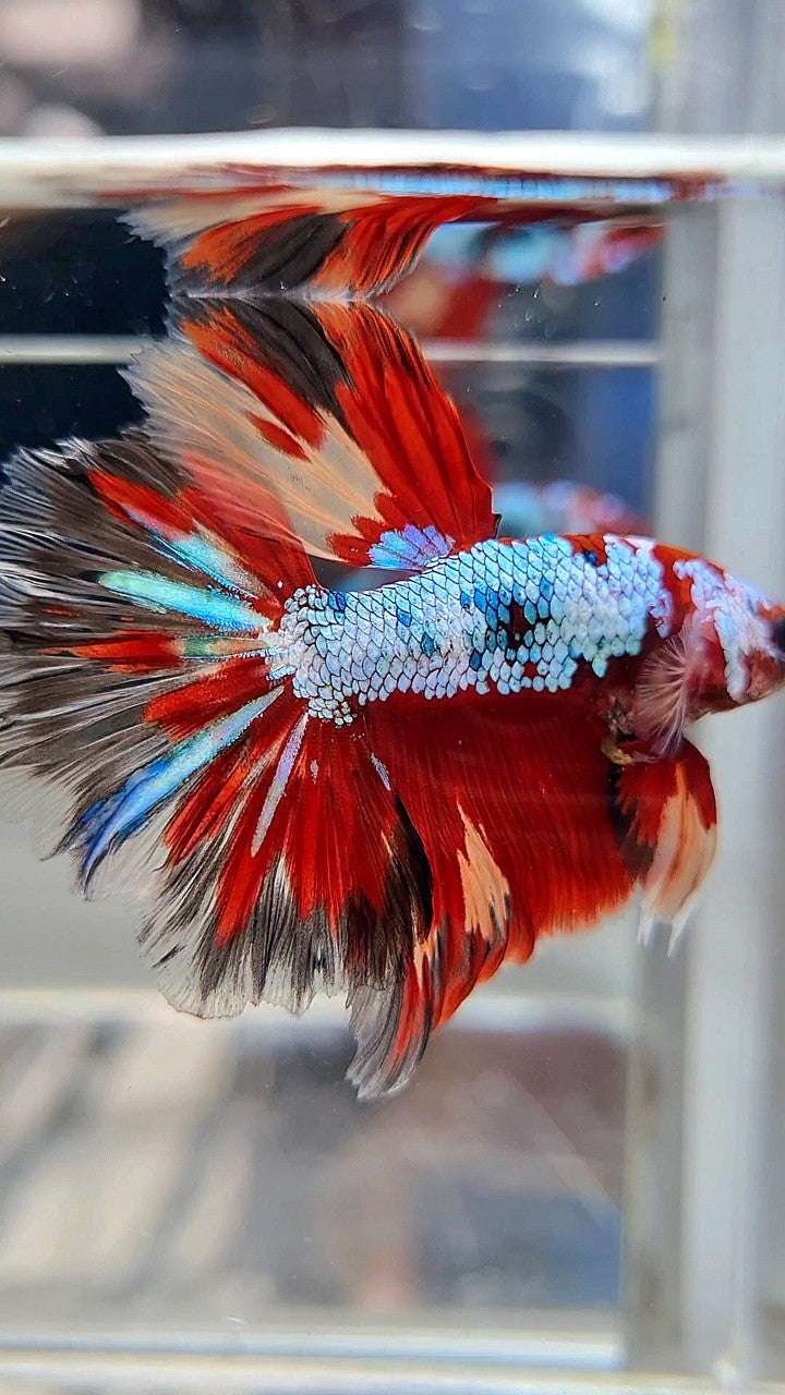 HALFMOON ROSETAIL RED FANCY MULTICOLOR FIRE BETTA FISH