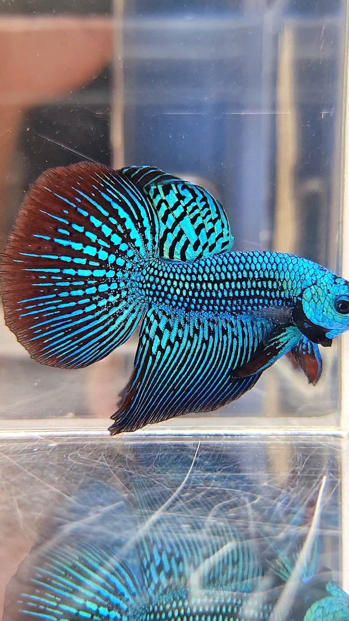 LUXURY HALFMOON ALIEN GREEN HYBRID WILD BETTA FISH