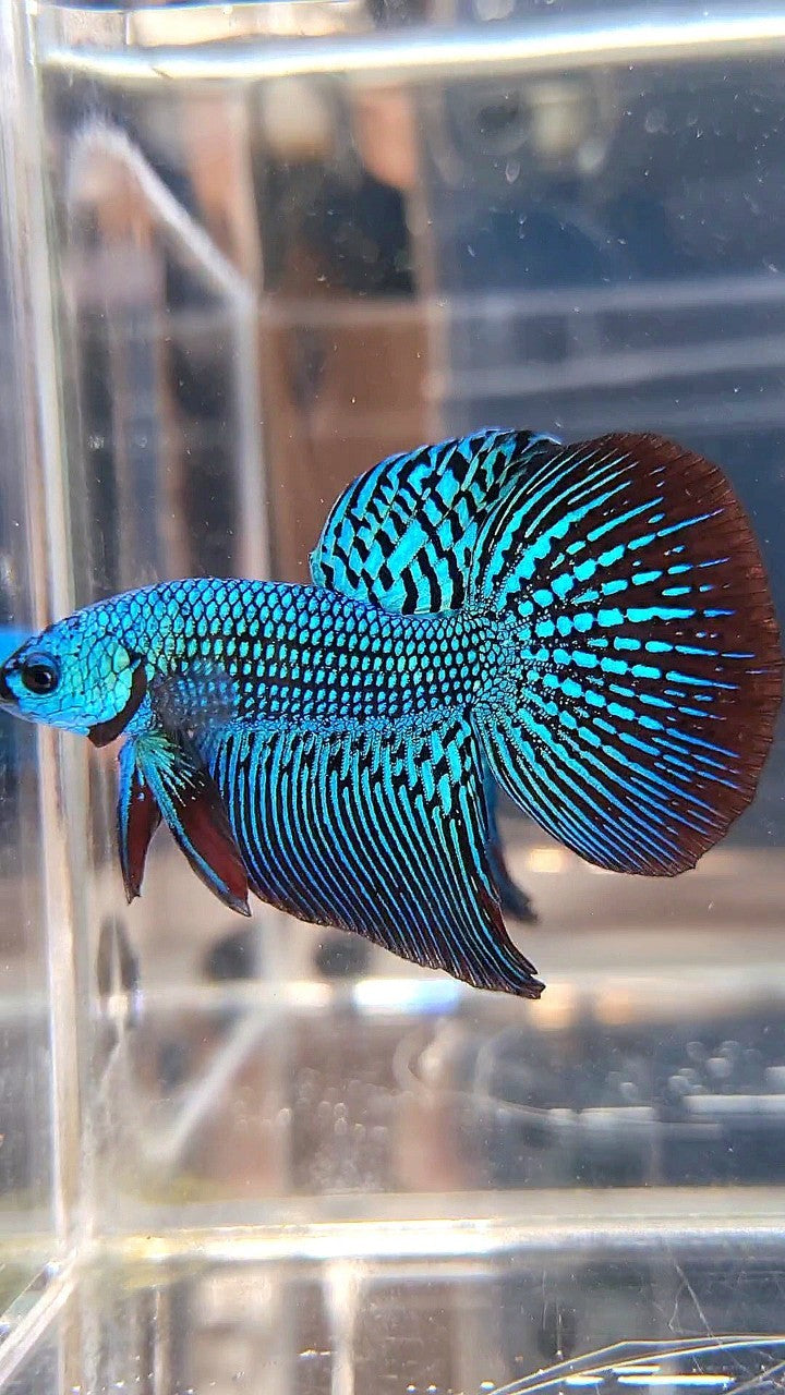 LUXURY HALFMOON ALIEN GREEN HYBRID WILD BETTA FISH