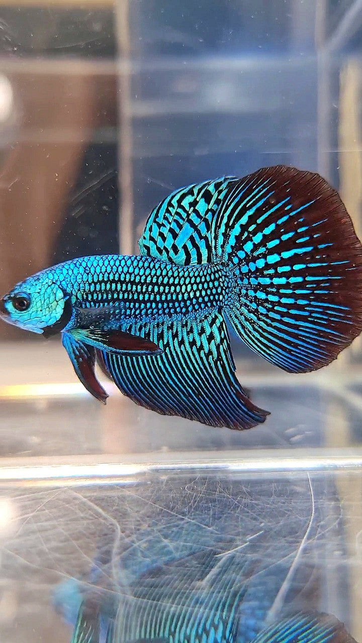 LUXURY HALFMOON ALIEN GREEN HYBRID WILD BETTA FISH