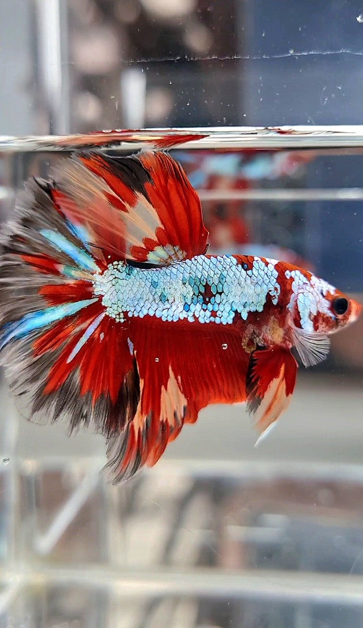 HALFMOON ROSETAIL RED FANCY MULTICOLOR FIRE BETTA FISH