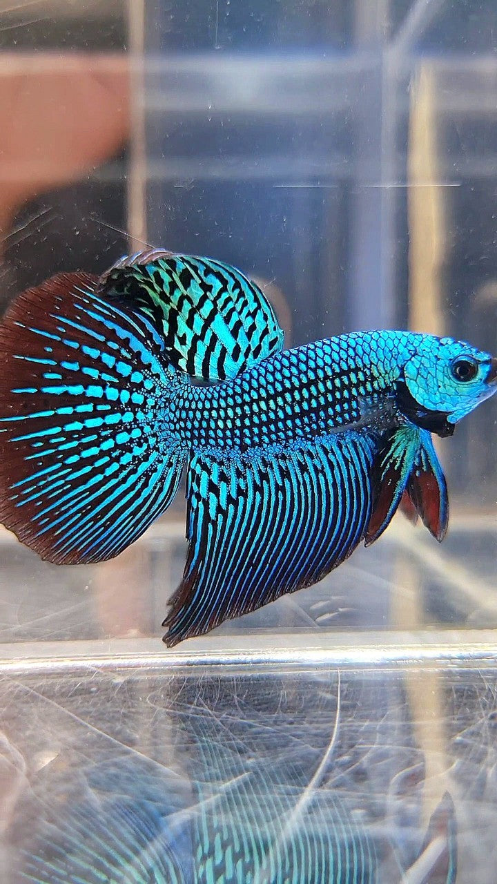LUXURY HALFMOON ALIEN GREEN HYBRID WILD BETTA FISH