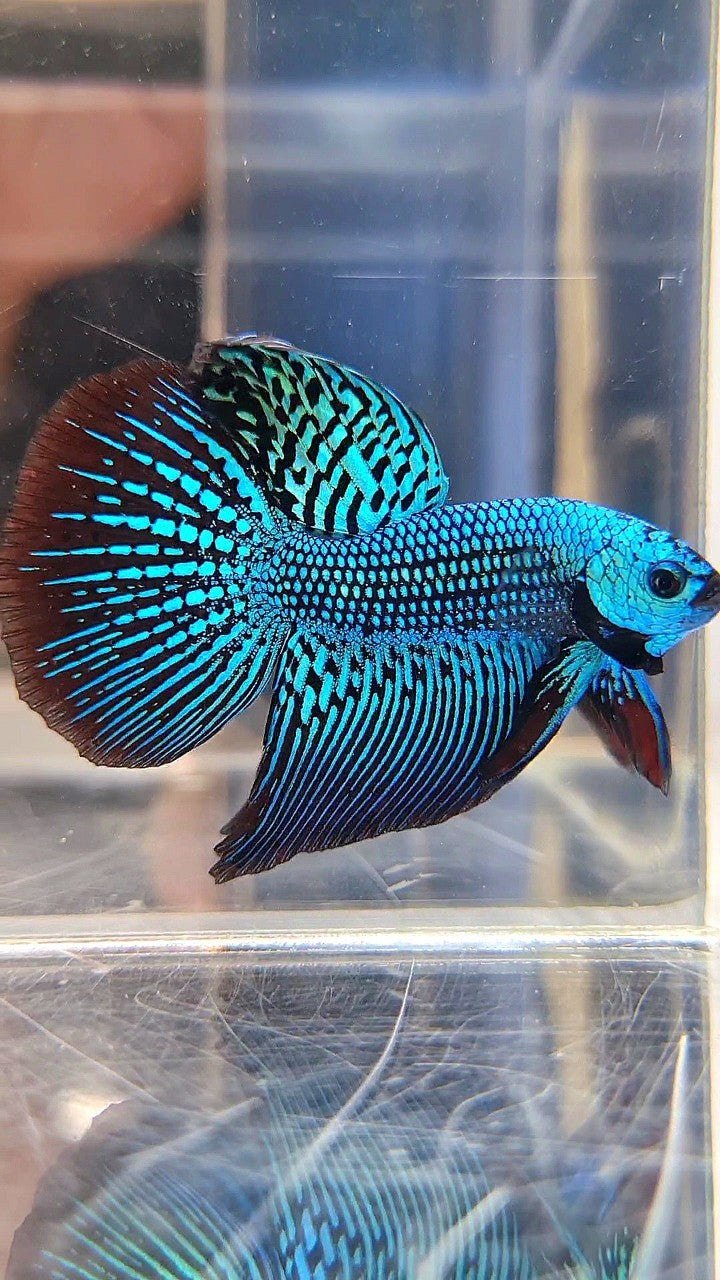 LUXURY HALFMOON ALIEN GREEN HYBRID WILD BETTA FISH