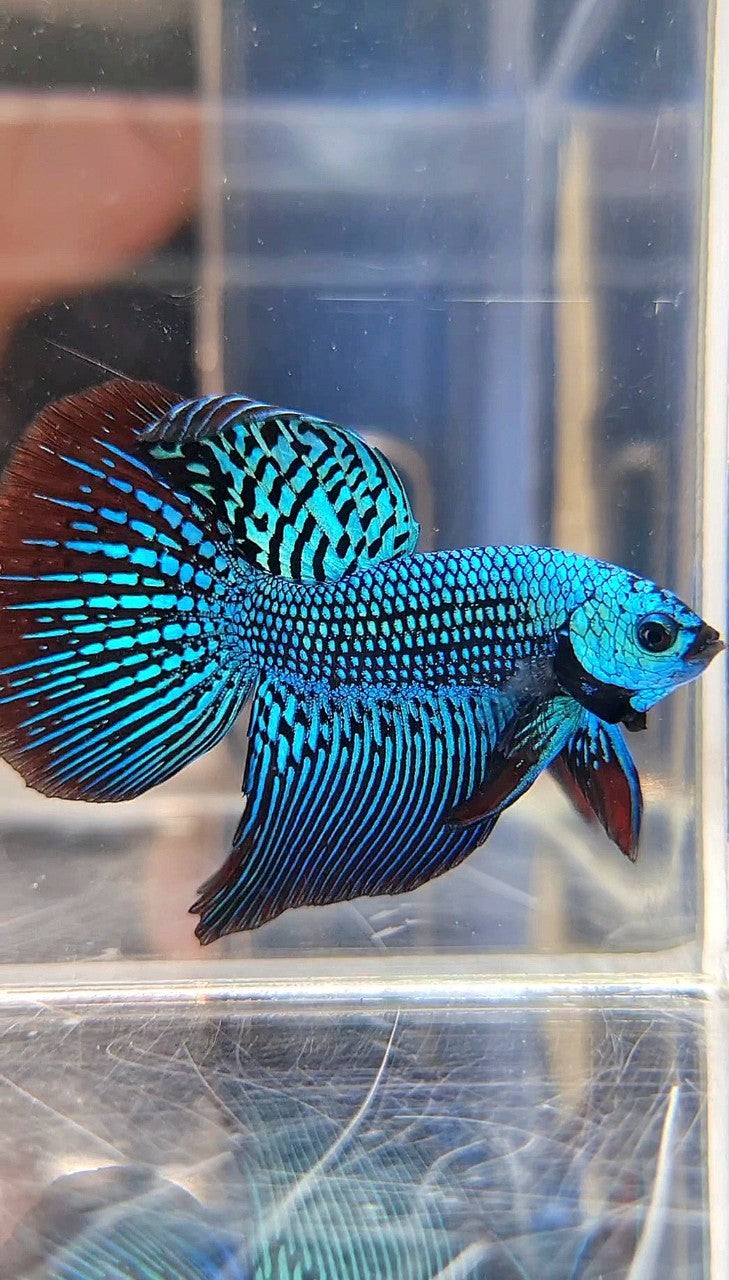 LUXURY HALFMOON ALIEN GREEN HYBRID WILD BETTA FISH