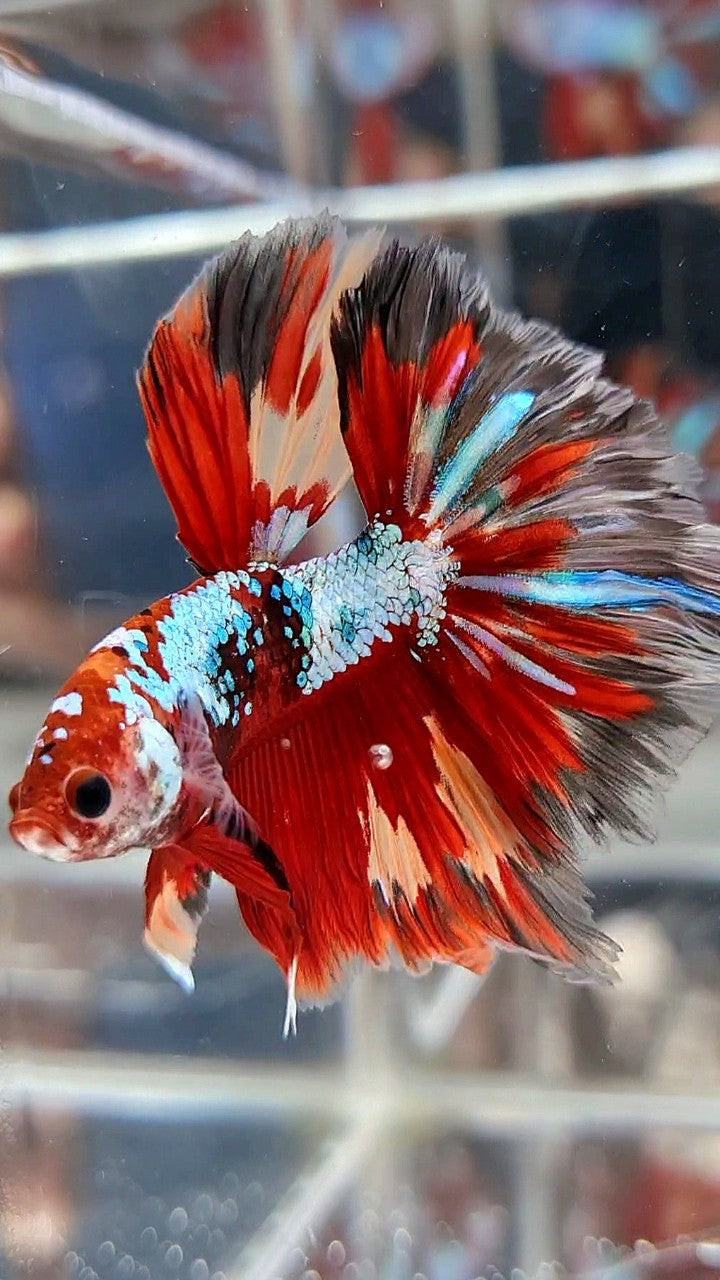 HALFMOON ROSETAIL RED FANCY MULTICOLOR FIRE BETTA FISH