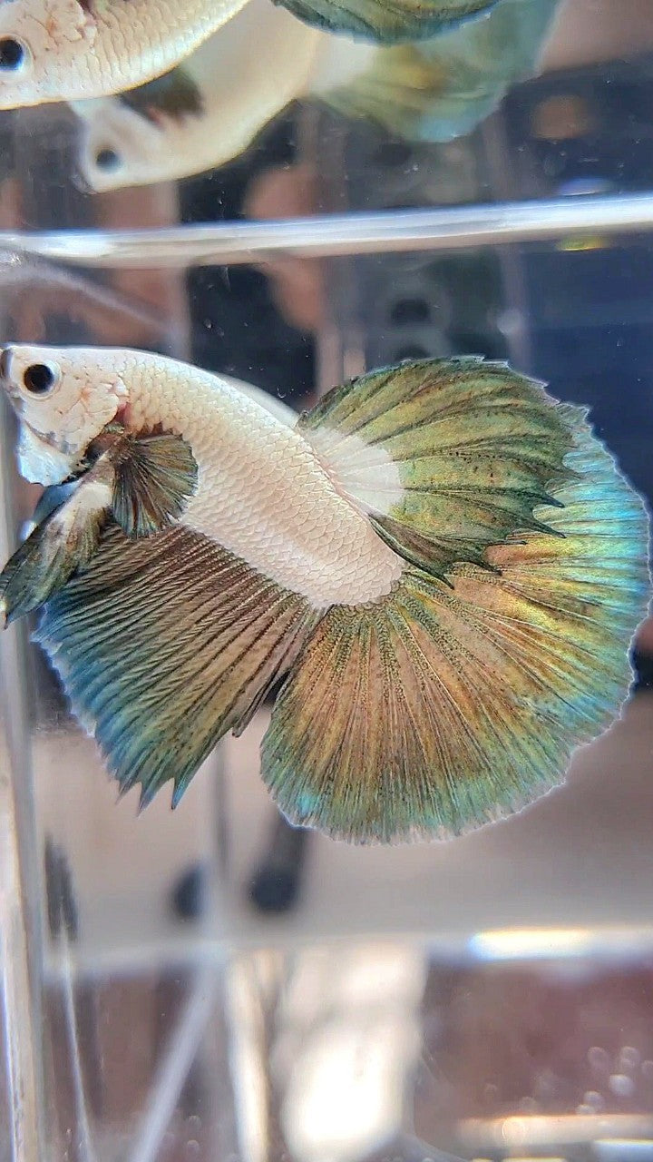 LUXURY HALFMOON COPPER RIM BICOLOR BETTA FISH