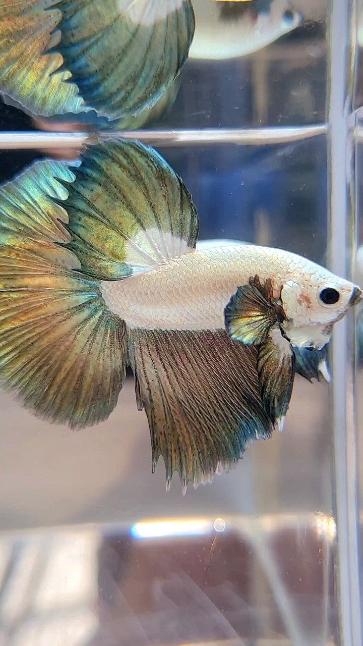 LUXURY HALFMOON COPPER RIM BICOLOR BETTA FISH