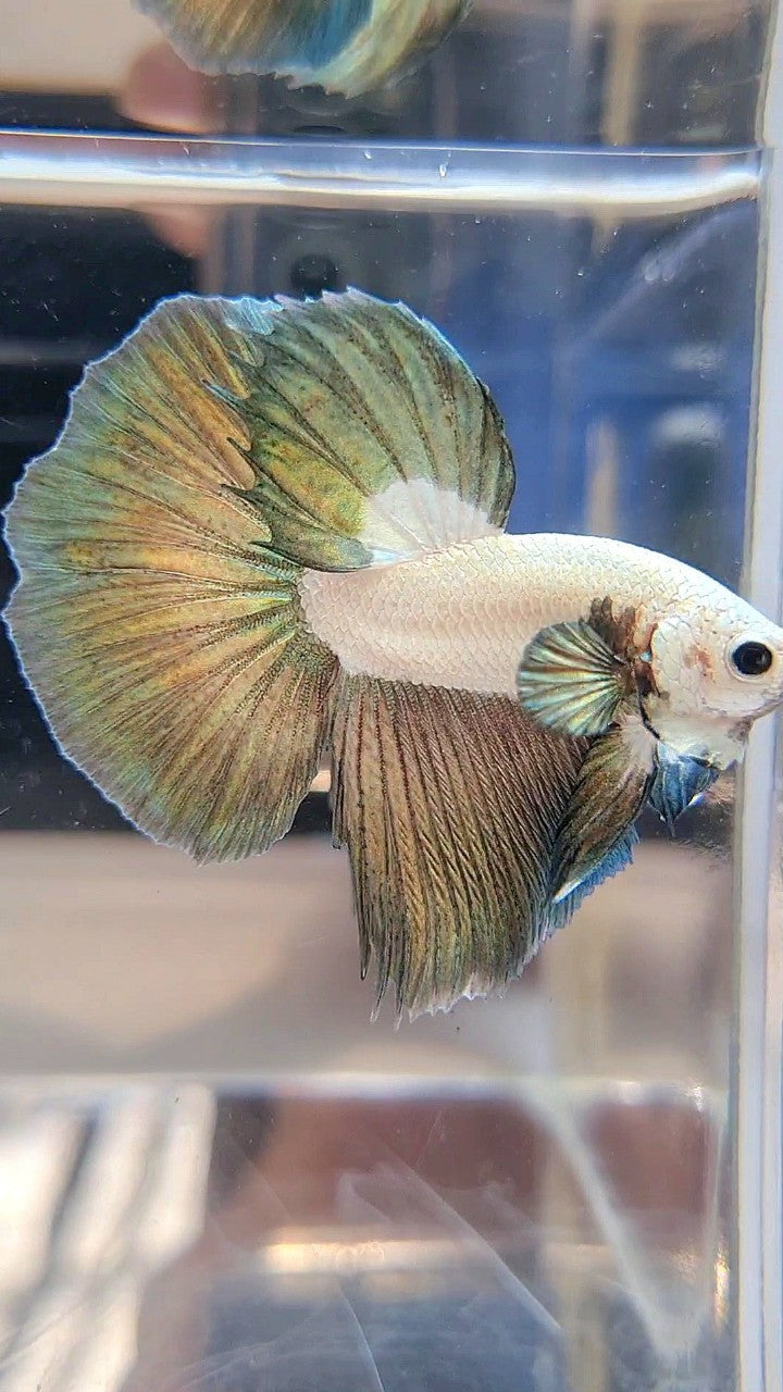 LUXURY HALFMOON COPPER RIM BICOLOR BETTA FISH