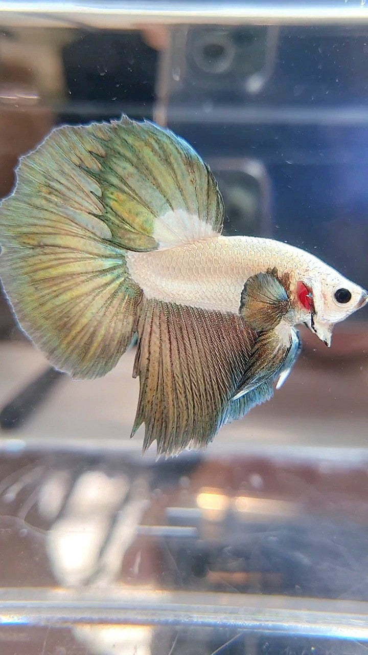 LUXURY HALFMOON COPPER RIM BICOLOR BETTA FISH