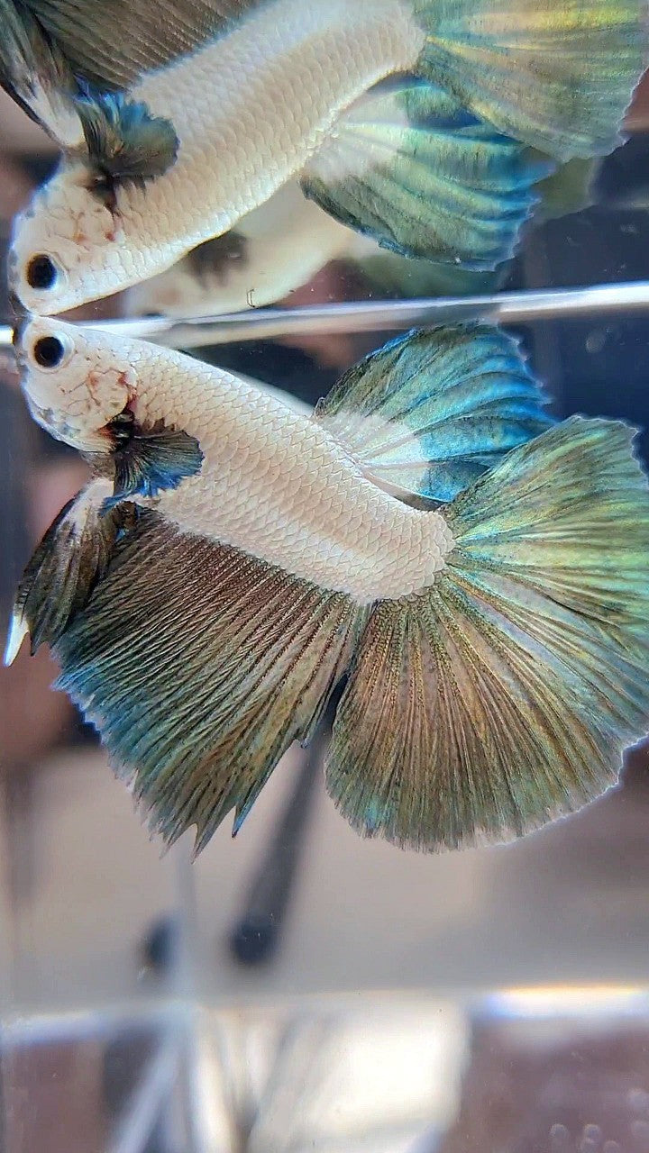 LUXURY HALFMOON COPPER RIM BICOLOR BETTA FISH