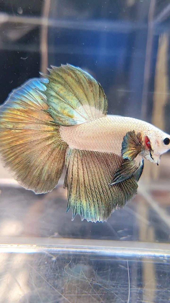 LUXURY HALFMOON COPPER RIM BICOLOR BETTA FISH