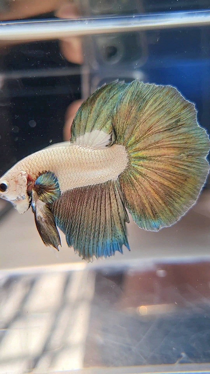 LUXURY HALFMOON COPPER RIM BICOLOR BETTA FISH