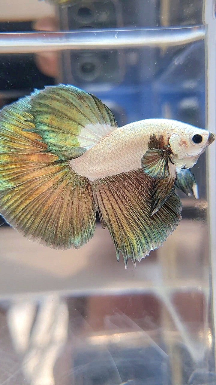 LUXURY HALFMOON COPPER RIM BICOLOR BETTA FISH