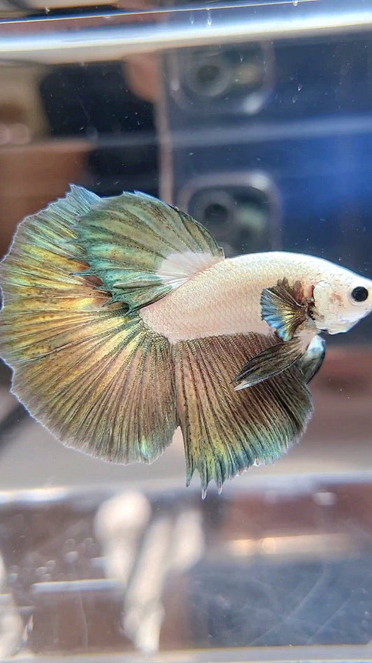 LUXURY HALFMOON COPPER RIM BICOLOR BETTA FISH