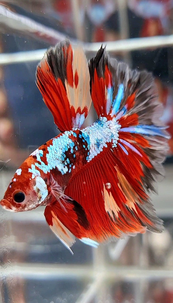 HALFMOON ROSETAIL RED FANCY MULTICOLOR FIRE BETTA FISH