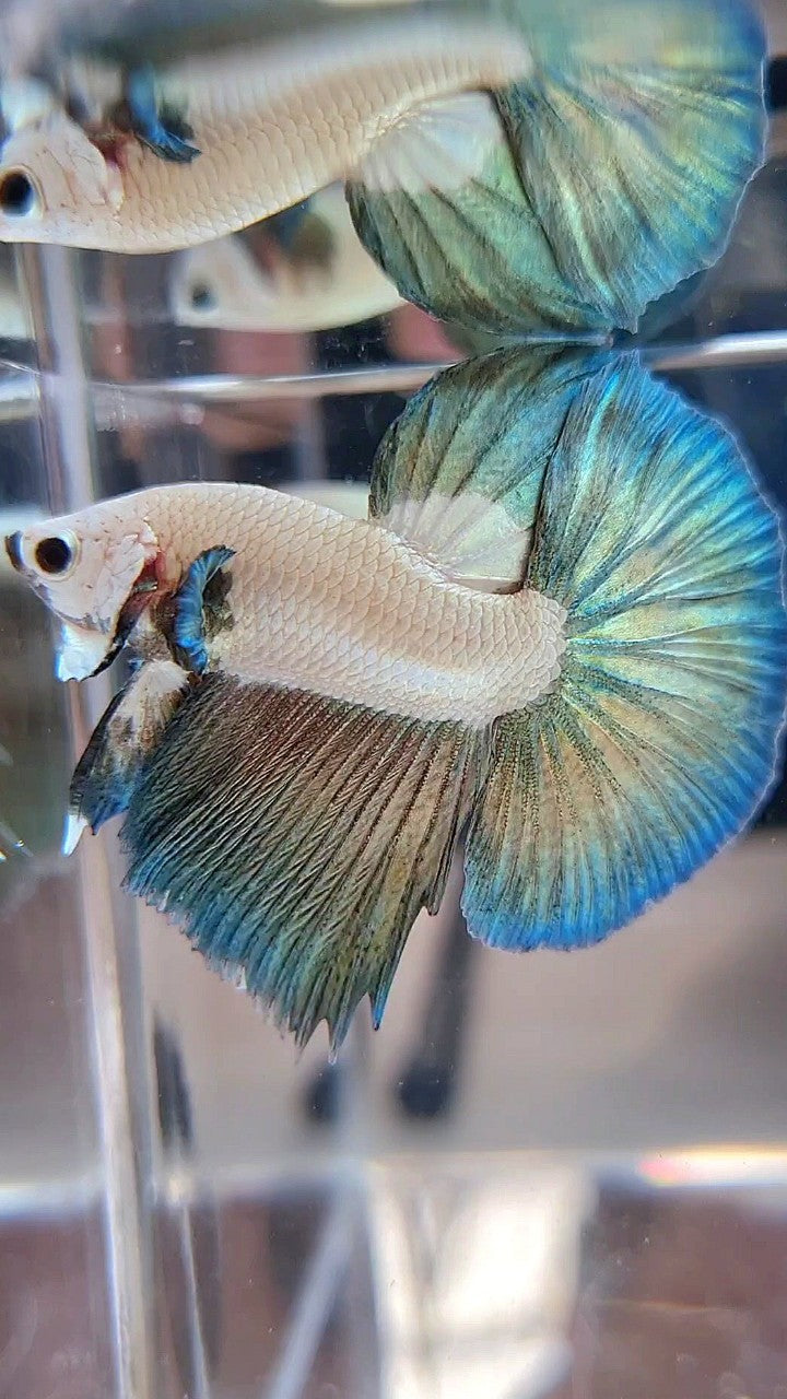 LUXURY HALFMOON COPPER RIM BICOLOR BETTA FISH