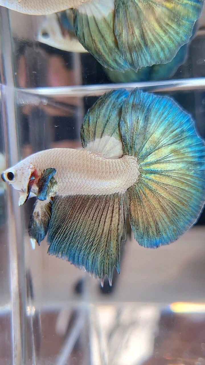LUXURY HALFMOON COPPER RIM BICOLOR BETTA FISH