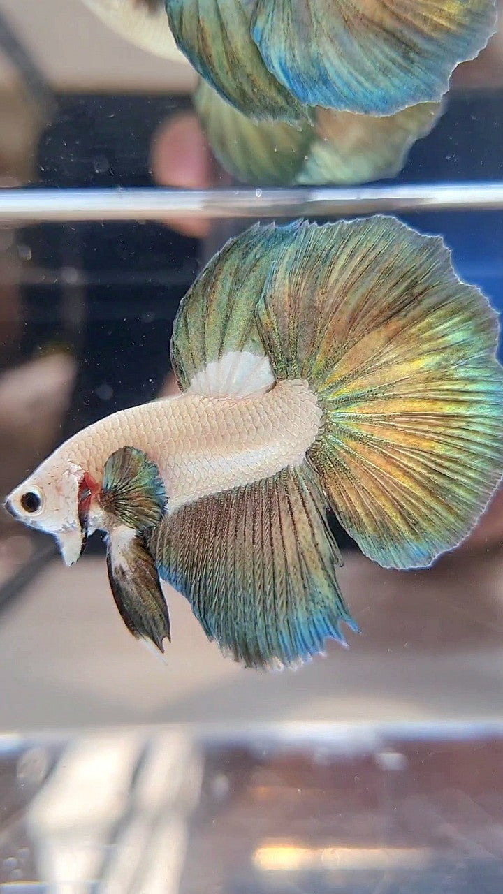 LUXURY HALFMOON COPPER RIM BICOLOR BETTA FISH