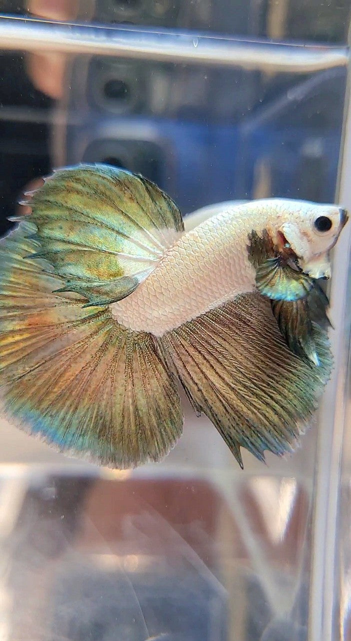 LUXURY HALFMOON COPPER RIM BICOLOR BETTA FISH