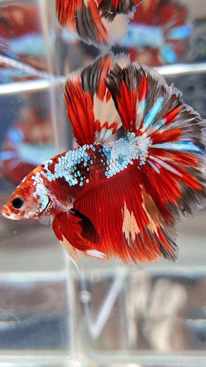 HALFMOON ROSETAIL RED FANCY MULTICOLOR FIRE BETTA FISH