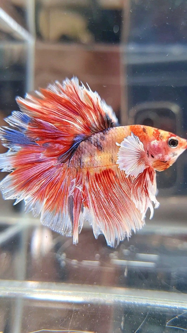 HALFMOON ROSETAIL BIG EAR MUTICOLOR FANCY BETTA FISH