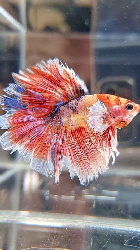 HALFMOON ROSETAIL BIG EAR MUTICOLOR FANCY BETTA FISH