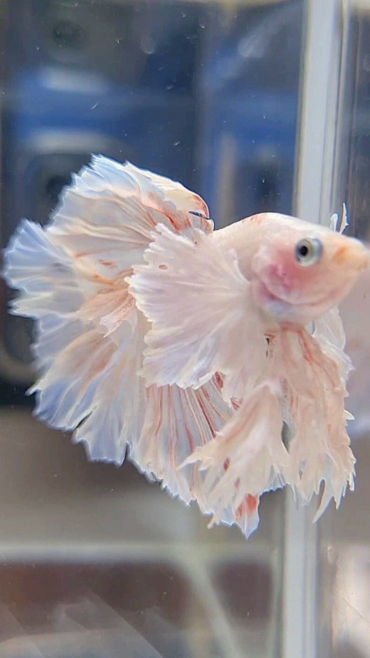 KING ROSETAIL HALFMOON DUMBO EAR WHITE BETTA FISH
