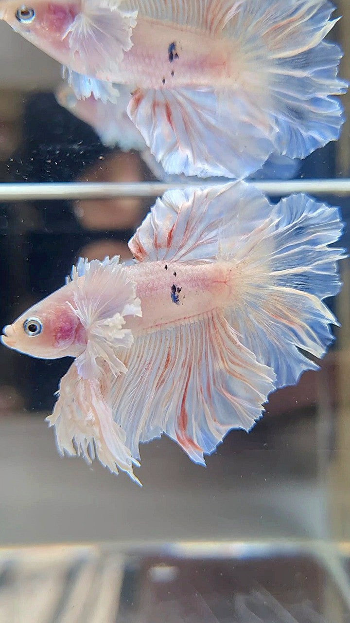 KING ROSETAIL HALFMOON DUMBO EAR WHITE BETTA FISH