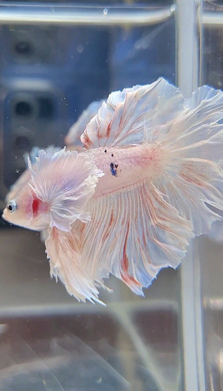 KING ROSETAIL HALFMOON DUMBO EAR WHITE BETTA FISH