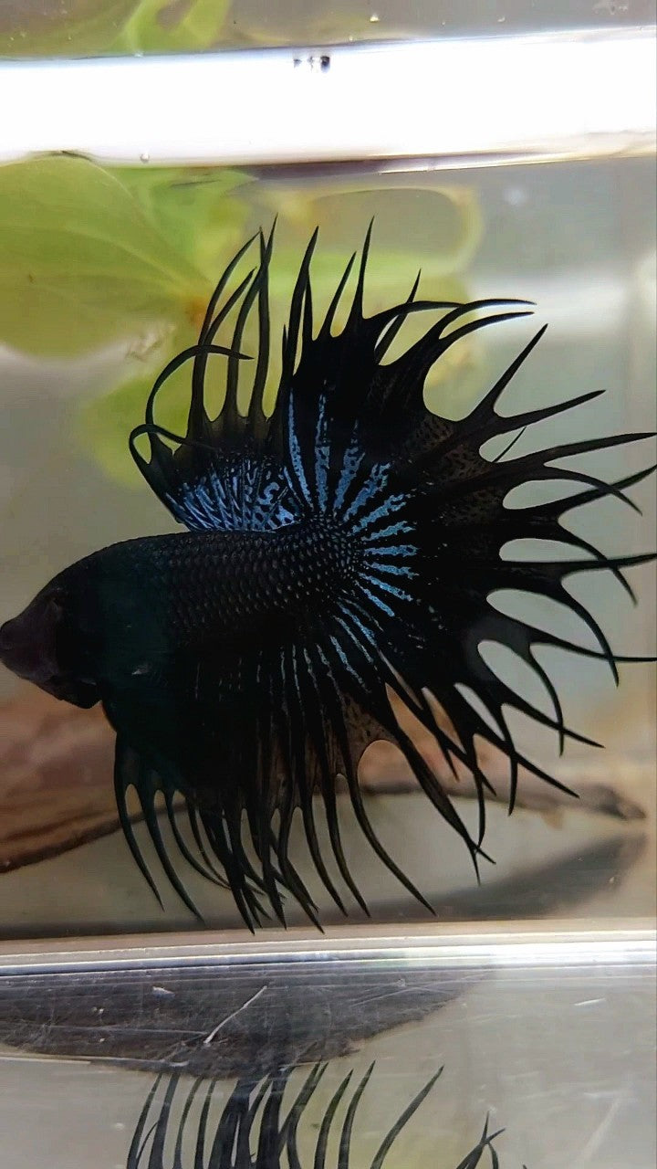 KING CROWNTAIL BLACK ORCHID SUPER PREMIUM BETTA FISH