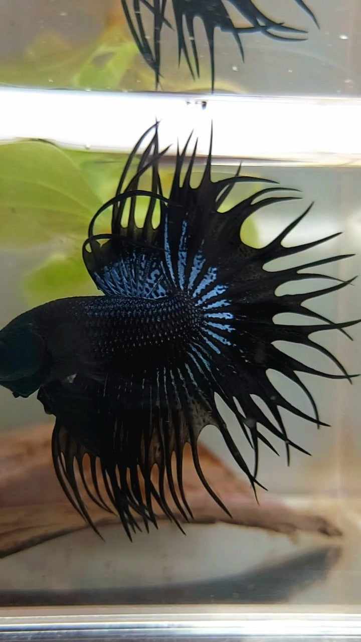 KING CROWNTAIL BLACK ORCHID SUPER PREMIUM BETTA FISH