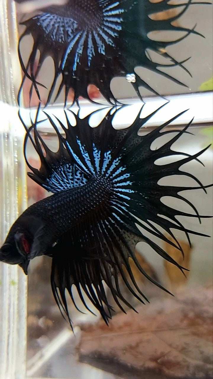 KING CROWNTAIL BLACK ORCHID SUPER PREMIUM BETTA FISH