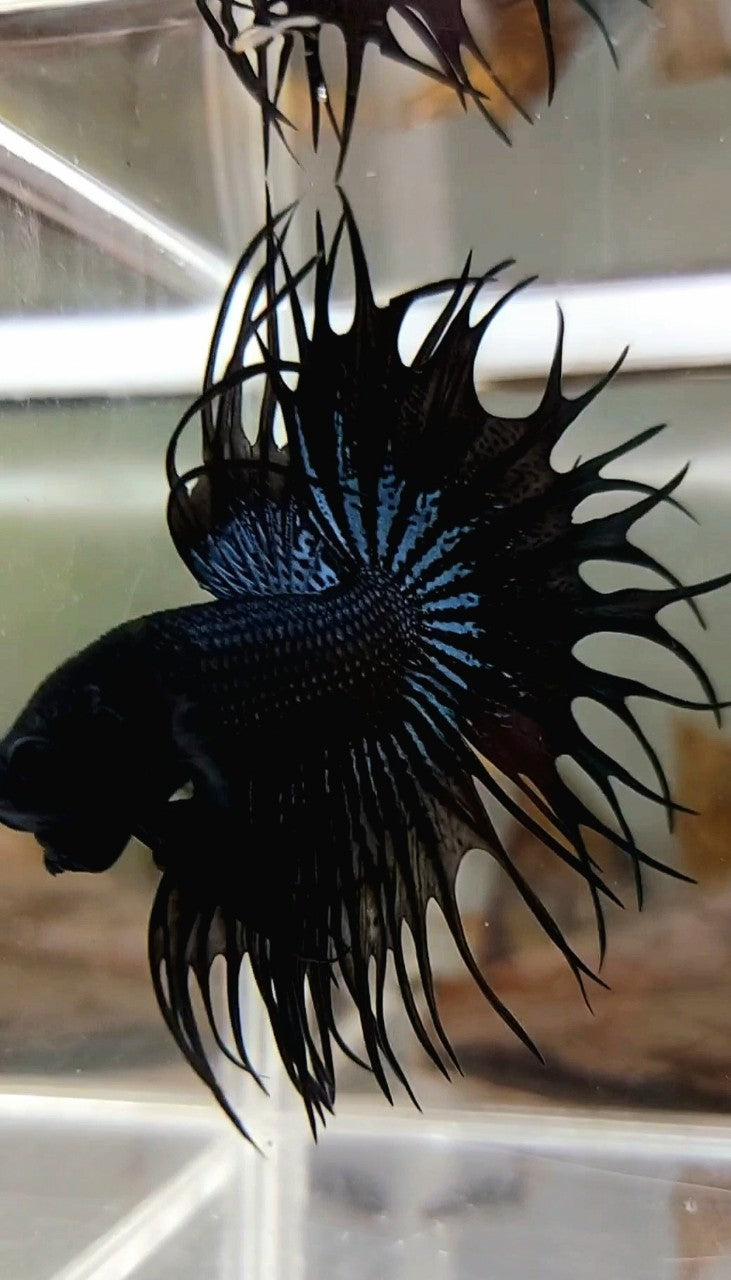 KING CROWNTAIL BLACK ORCHID SUPER PREMIUM BETTA FISH