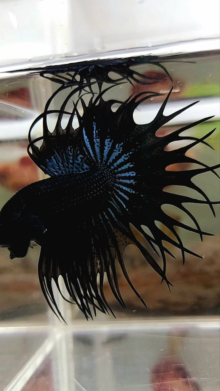 KING CROWNTAIL BLACK ORCHID SUPER PREMIUM BETTA FISH