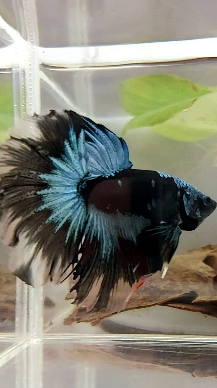 HALFMOON ROSETAIL BLACK GALAXY BLUE AVATAR BETTA FISH