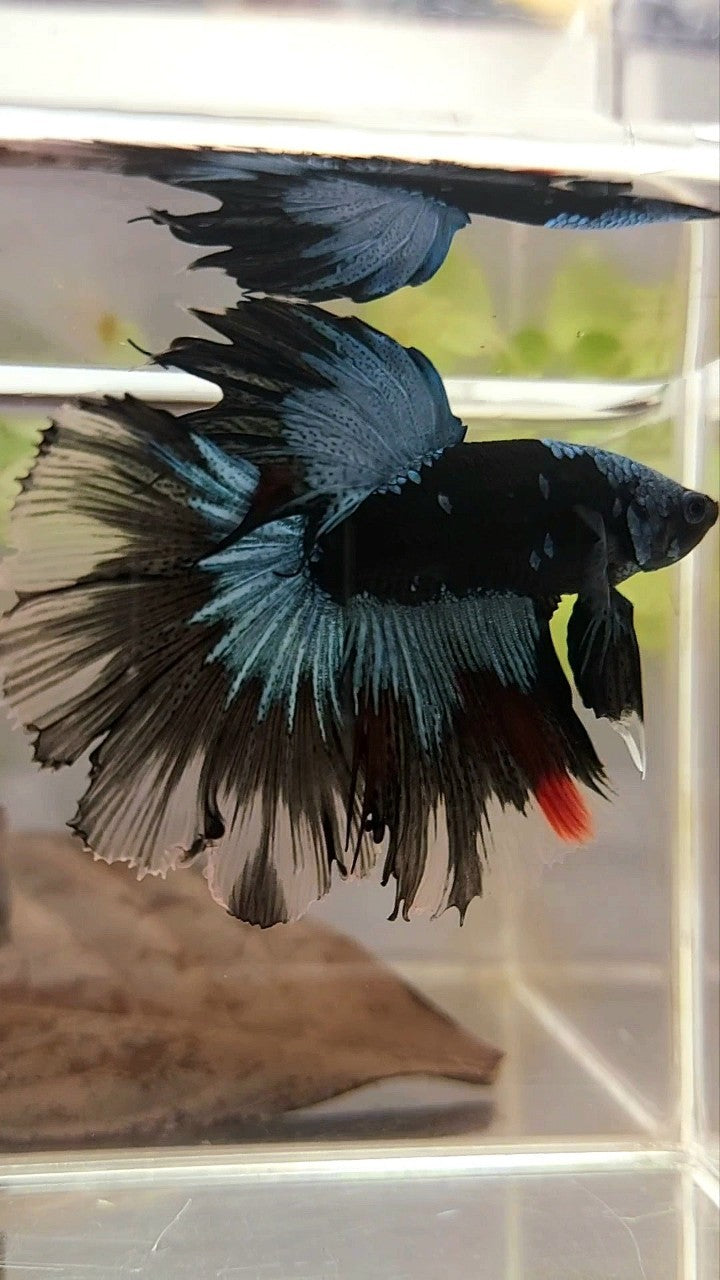 HALFMOON ROSETAIL BLACK GALAXY BLUE AVATAR BETTA FISH